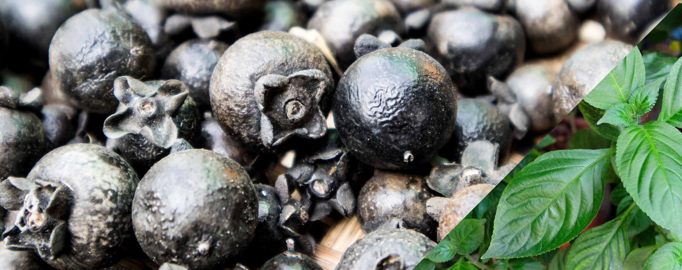 มะเกลือ + ห้อม